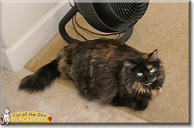 Blackberry the Tortoiseshell Cat, the Cat of the Day