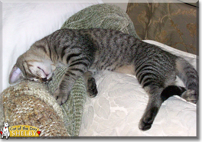 Shelby the Gray Tabby, the Cat of the Day