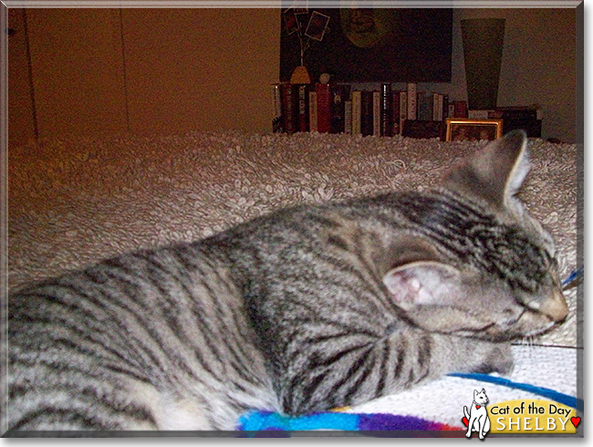 Shelby the Gray Tabby, the Cat of the Day