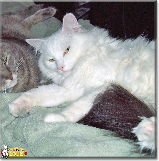 Louis the Longhair Cat, the Cat of the Day