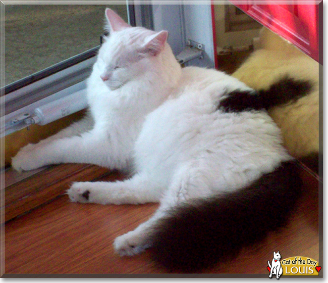 Louis the Longhair Cat, the Cat of the Day