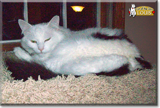 Louis the Longhair Cat, the Cat of the Day