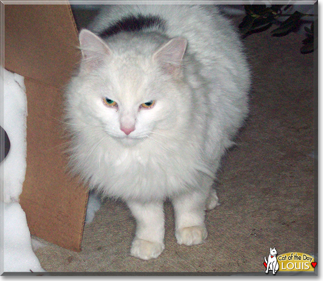 Louis the Longhair Cat, the Cat of the Day