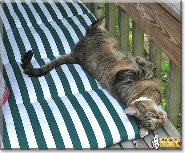 Tiger the Tabby, the Cat of the Day