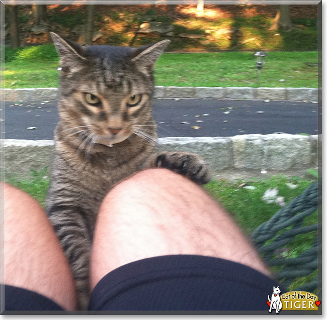 Tiger the Tabby, the Cat of the Day