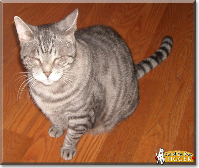 Tigger the Domestic Shorthair Tabby, the Cat of the Day