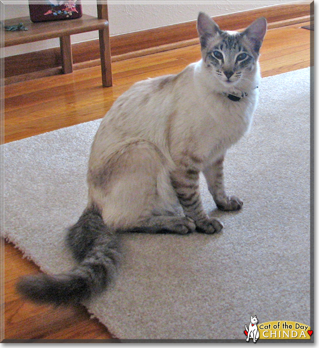 Chinda the Siamese/Javanese mix, the Cat of the Day