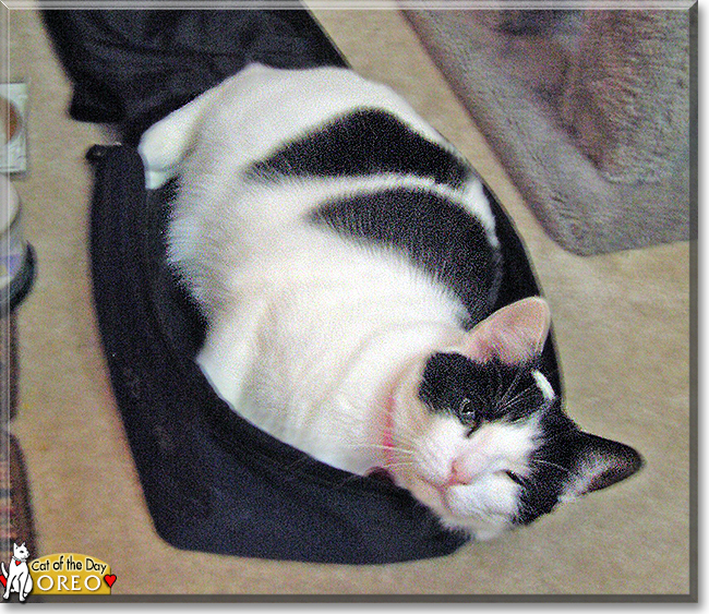 Oreo the Bi-Color Shorthair, the Cat of the Day