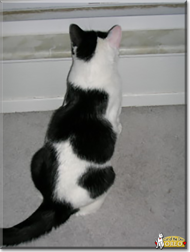 Oreo the Bi-Color Shorthair, the Cat of the Day