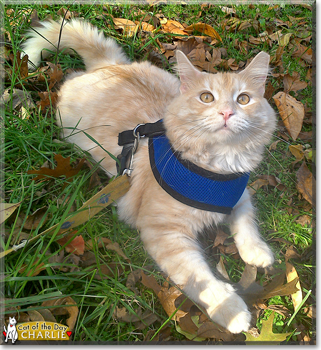 Charlie the Maine Coon, the Cat of the Day