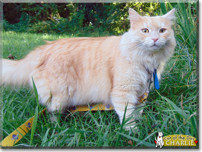 Charlie the Maine Coon, the Cat of the Day