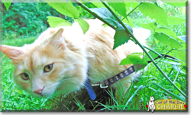 Charlie the Maine Coon, the Cat of the Day