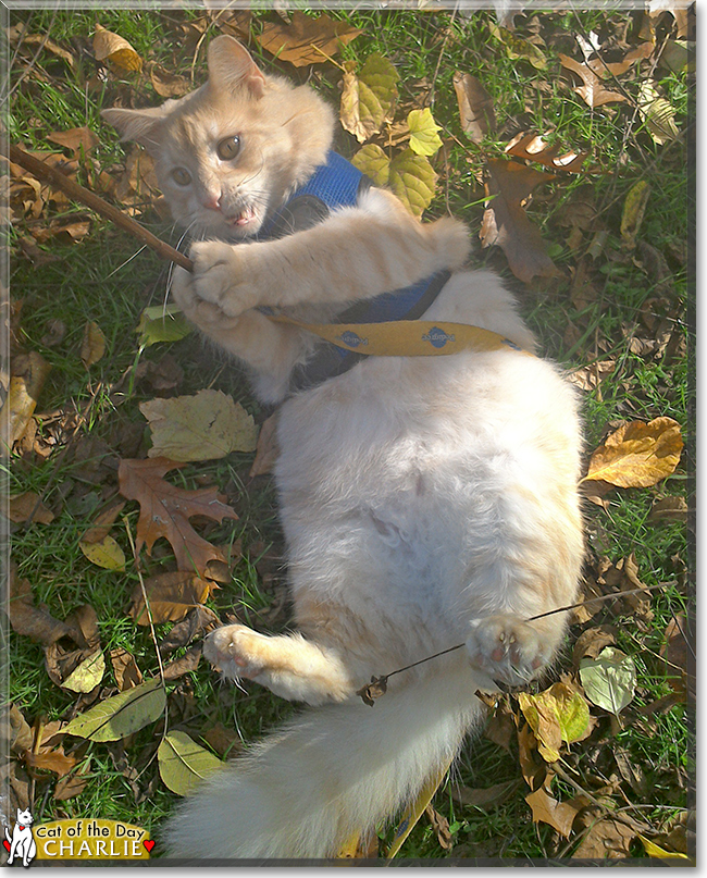 Charlie the Maine Coon, the Cat of the Day