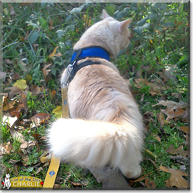 Charlie the Maine Coon, the Cat of the Day