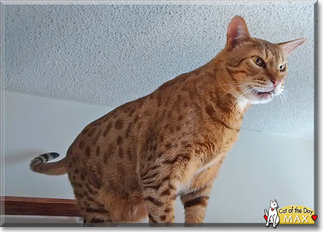 Max the Ocicat, the Cat of the Day