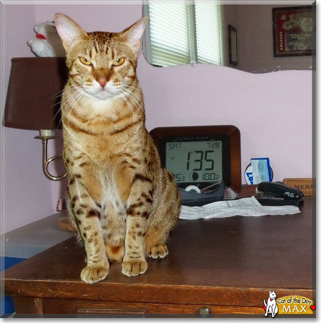 Max the Ocicat, the Cat of the Day