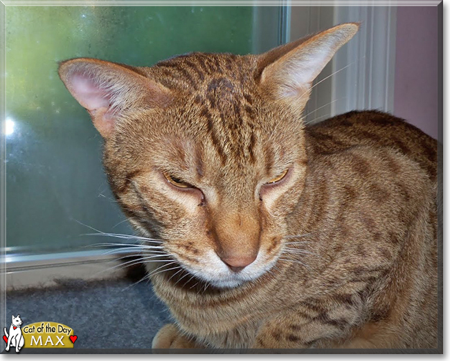 Max the Ocicat, the Cat of the Day