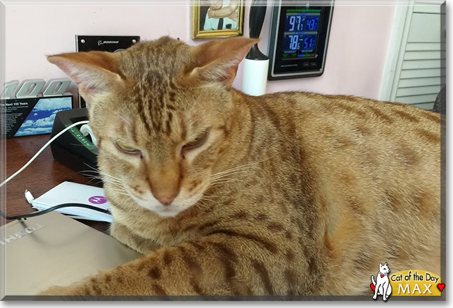 Max the Ocicat, the Cat of the Day