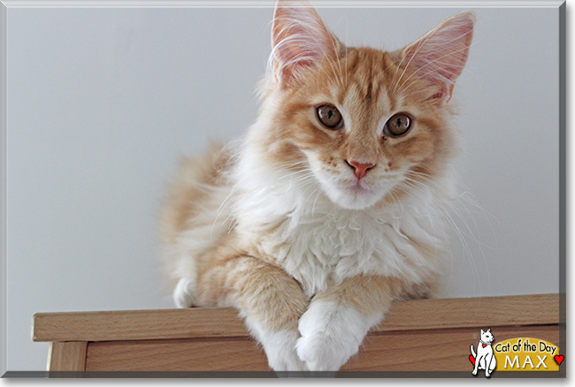 Max the Maine Coon, the Cat of the Day