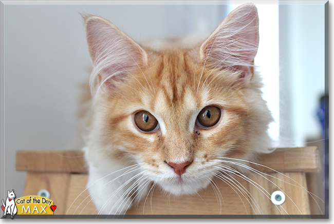 Max the Maine Coon, the Cat of the Day