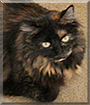 Blackberry the Tortoiseshell Cat