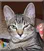 Shelby the Gray Tabby