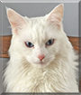 Oliver the Turkish Angora mix