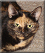 Macy the Tortoiseshell cat