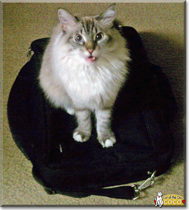 Coco the Lynx Tabby, the Cat of the Day