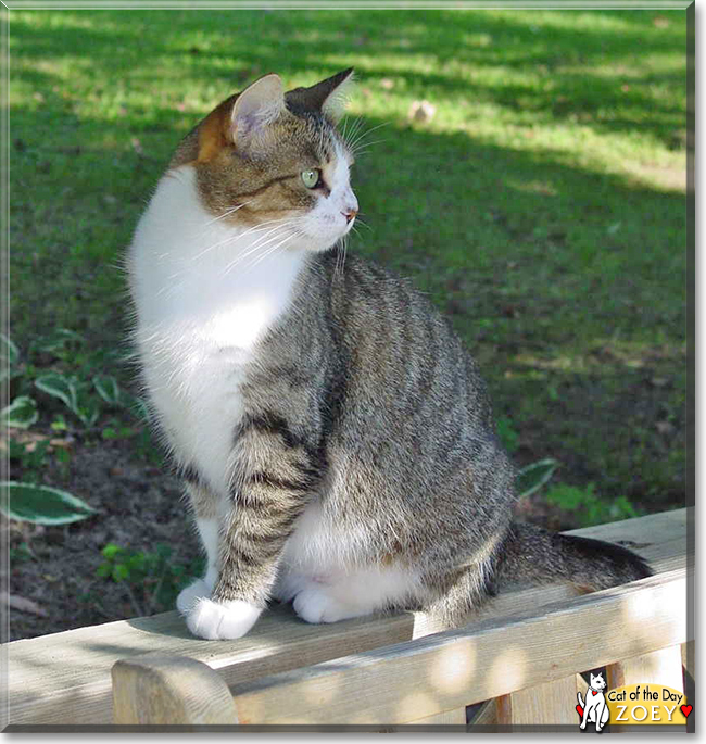 Zoey the Tabby, the Cat of the Day