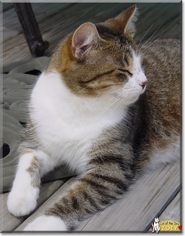 Zoey the Tabby, the Cat of the Day