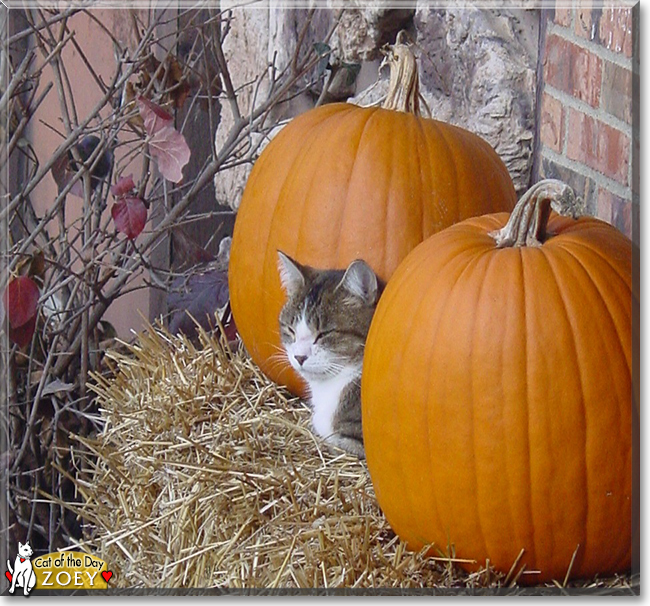 Zoey the Tabby, the Cat of the Day