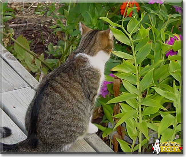 Zoey the Tabby, the Cat of the Day