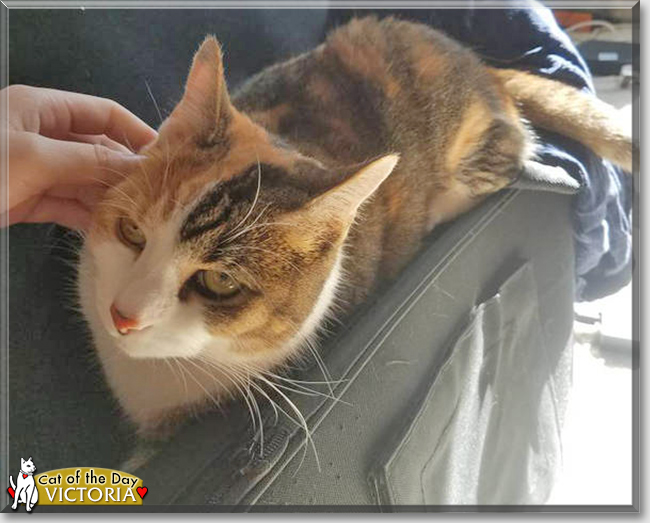 Victoria the Calico, the Cat of the Day