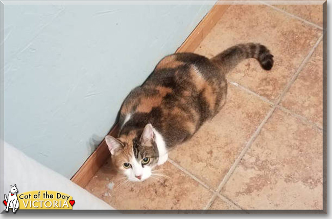 Victoria the Calico, the Cat of the Day