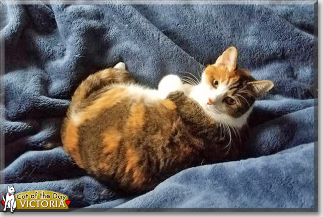 Victoria the Calico, the Cat of the Day