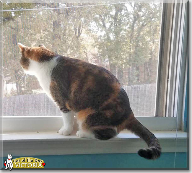 Victoria the Calico, the Cat of the Day