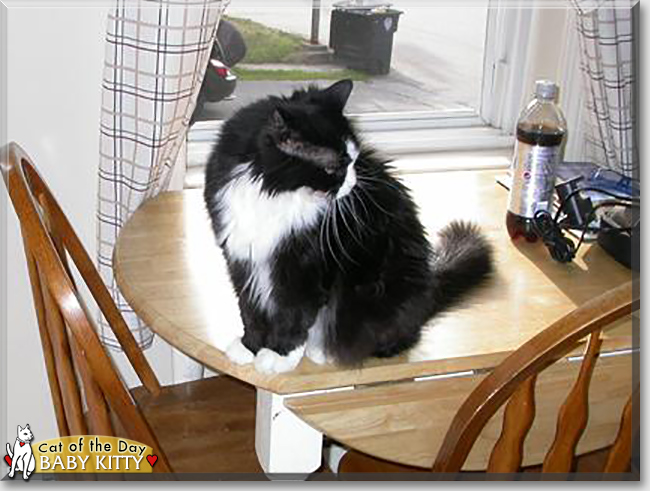 Baby Kitty the LongHaired Tuxedo, the Cat of the Day