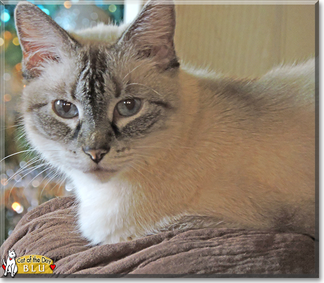 Blu the Siamese mix, the Cat of the Day