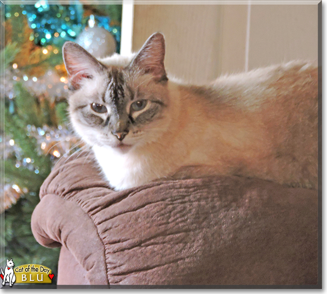 Blu the Siamese mix, the Cat of the Day