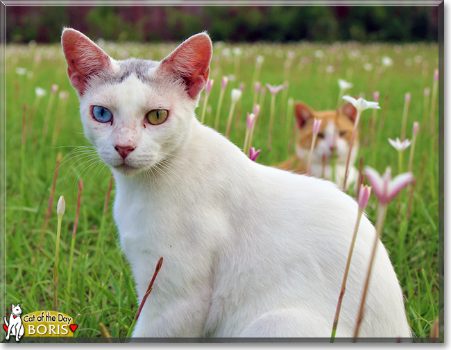 Boris the Cat, the Cat of the Day