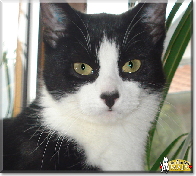 Maja the Tuxedo Cat, the Cat of the Day