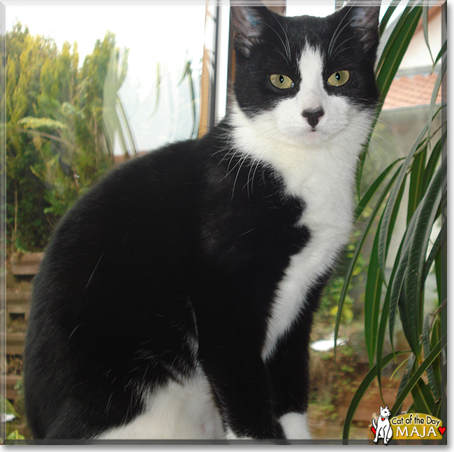 Maja the Tuxedo Cat, the Cat of the Day