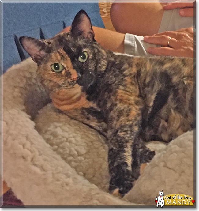 Mandy the Tortoiseshell mix, the Cat of the Day