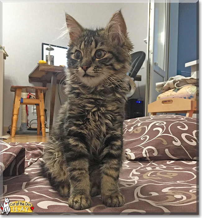 Ilay the Longhair Tabby, the Cat of the Day