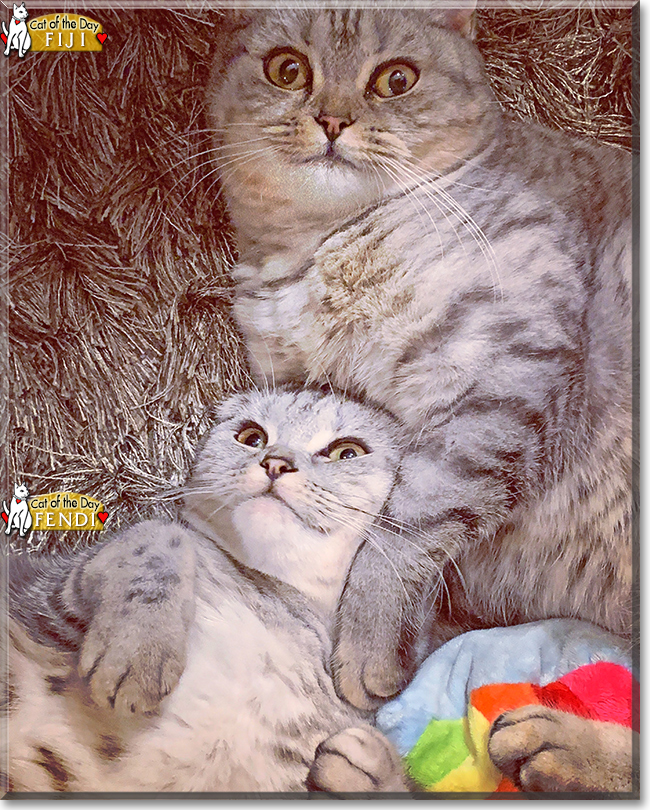 Fiji and Fendi the  British Shorthair, Scottish Fold, the Cat of the Day