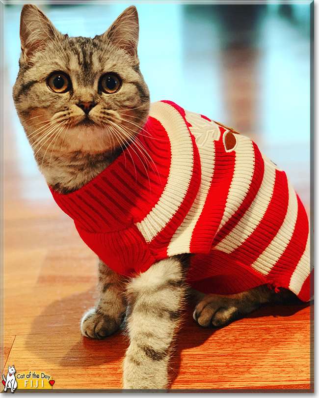 Fiji and Fendi the  British Shorthair, Scottish Fold, the Cat of the Day