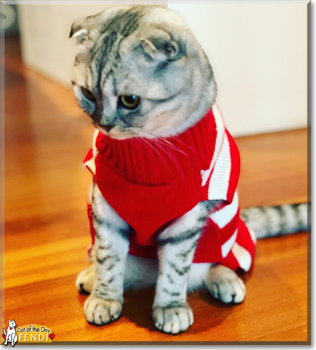 Fiji and Fendi the  British Shorthair, Scottish Fold, the Cat of the Day