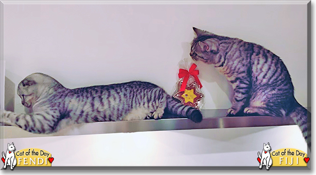 Fiji and Fendi the  British Shorthair, Scottish Fold, the Cat of the Day