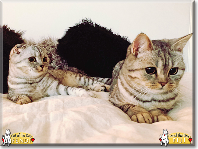 Fiji and Fendi the  British Shorthair, Scottish Fold, the Cat of the Day